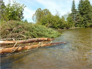 Large Woody Debris