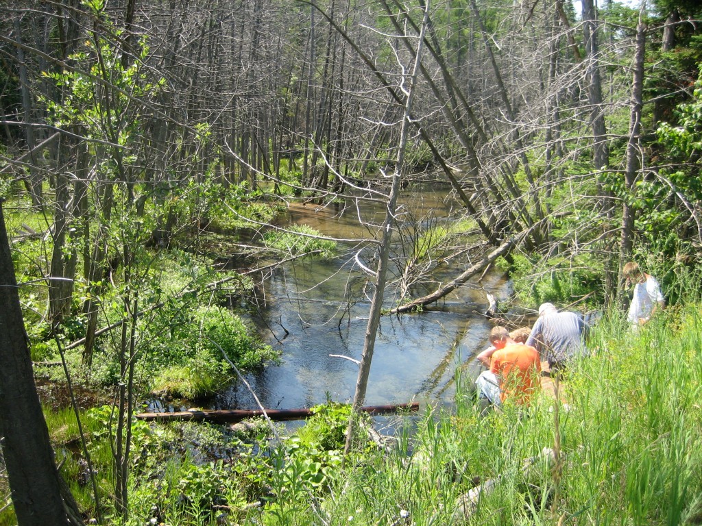 Cold Creek - Comfort Road 3