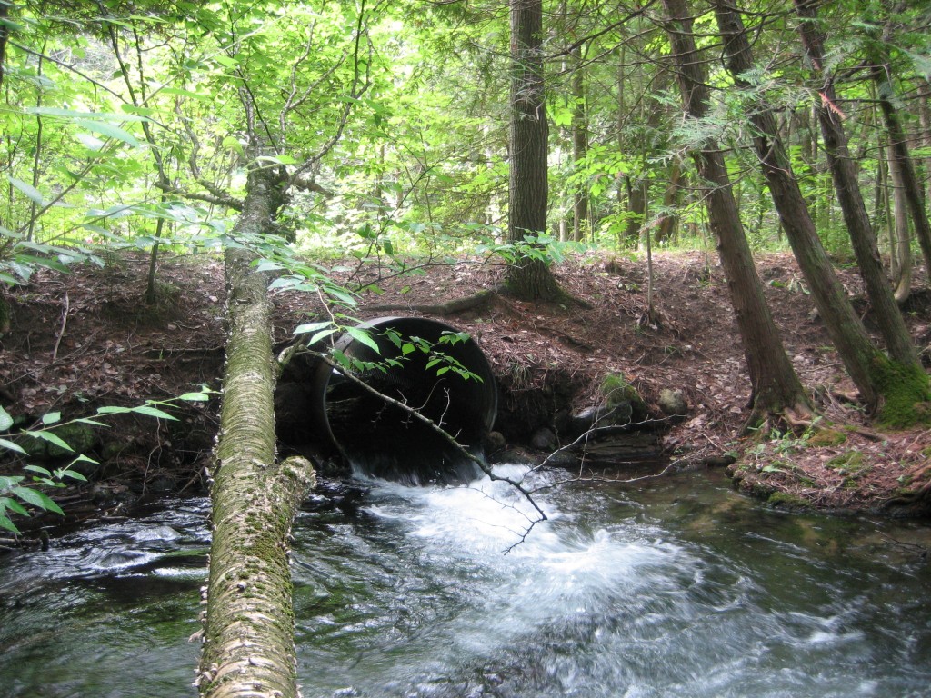 Finch Creek - Elder Road, East