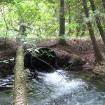 Finch Creek - Elder Road, East