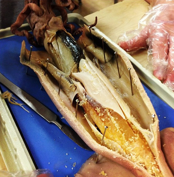 A dissected squid