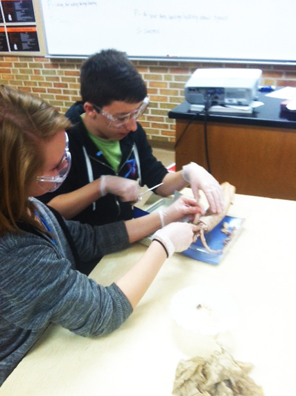Mancelona students dissecting a squid